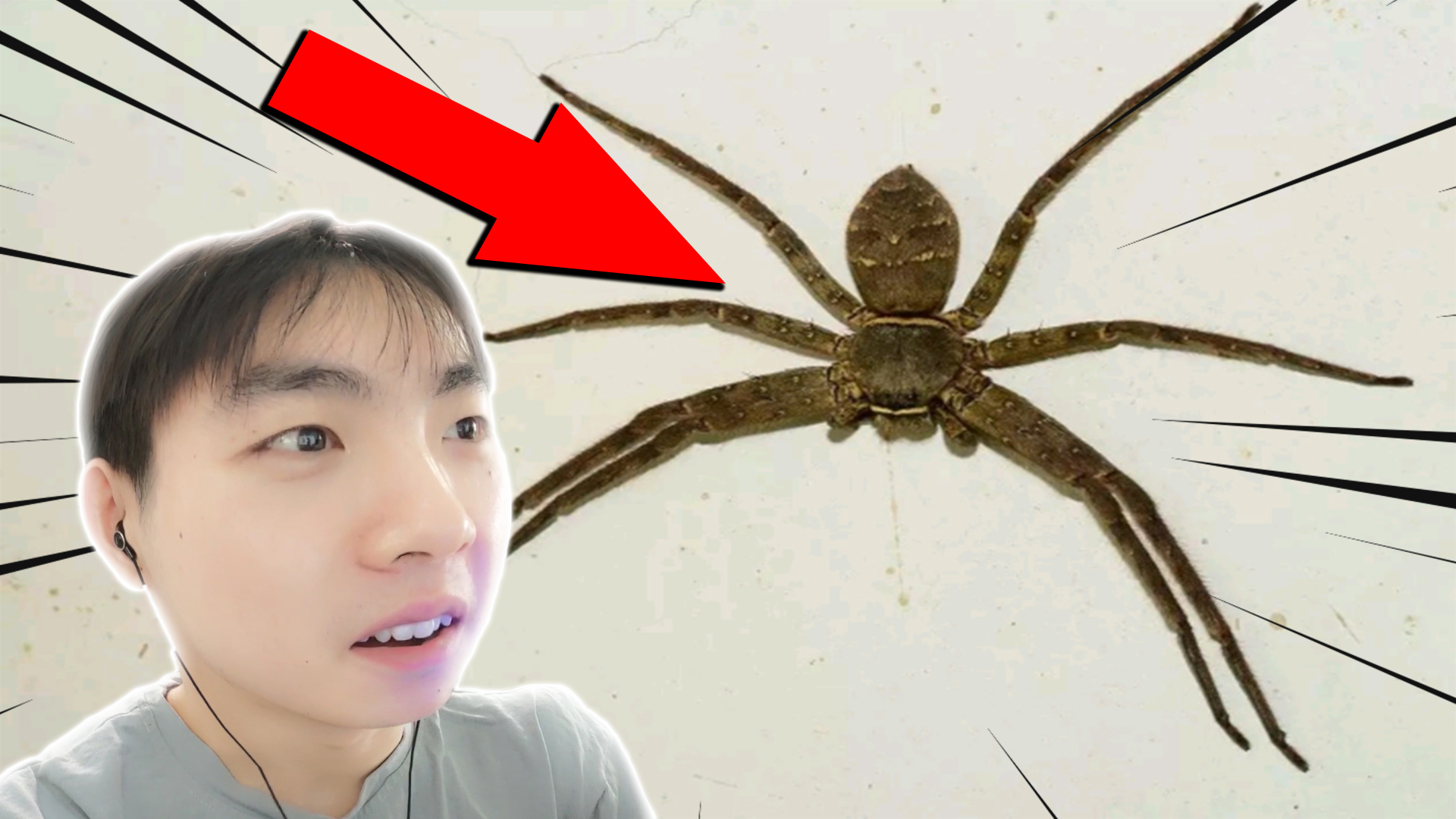 谁说这是蜘蛛?看我一下拍死他!